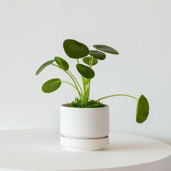 Pilea Peperomioides