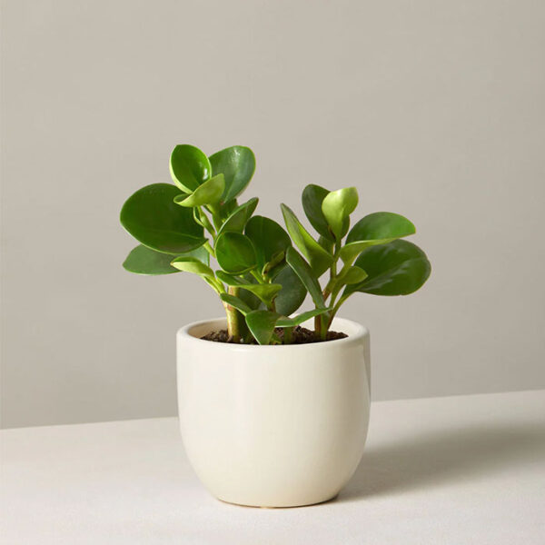 Peperomia Obtusifolia
